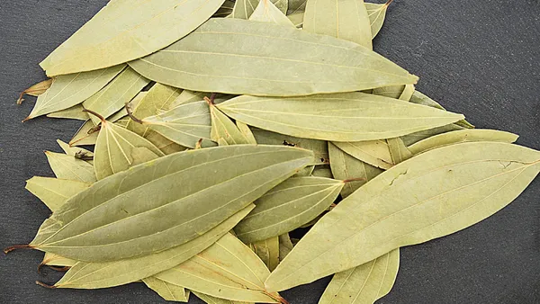 Taj_Pattta/Bay_Leaf_Spices_Plant_&_Tree_(1.5-3.5_Ft_Hight)_For_Sweet_Home_Gardening_(Hybrid,_Pack_Of_1)