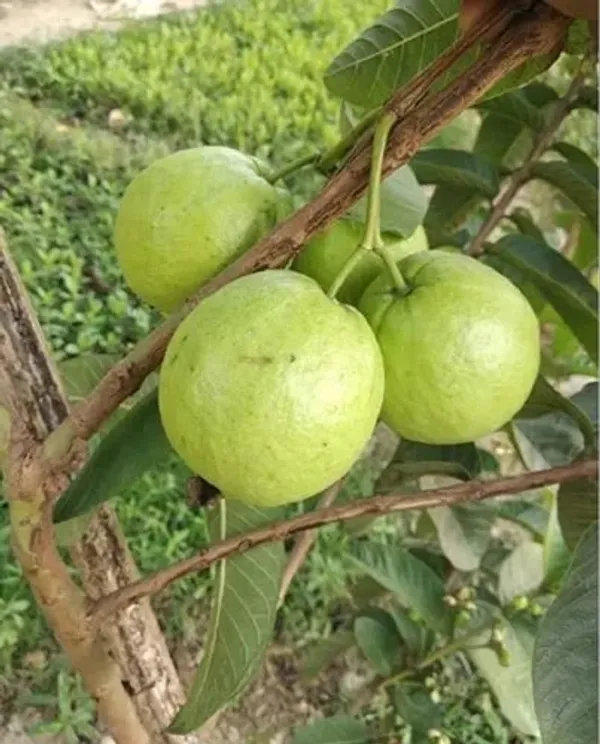 Thai-7_Grafted_Guava_1.5-3.5_Ft_Hybrid_Live_Plant