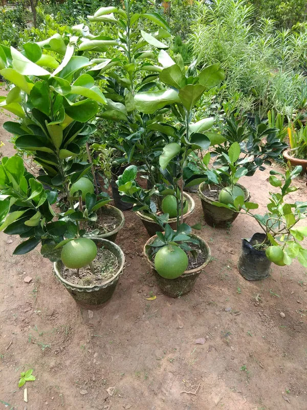 Thai_Sweet_Pomelo_Citrus_Lemon_Kambili_Naranga_-_High_Yield_Batabi_Lemon_Fruit_Live_Plant_Batabi_Lebu_Fruit_Air_Layered/Grafted_Live_Plant