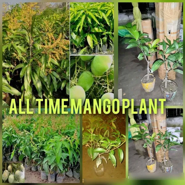 Thai_All_Time_Mango_Live_Fruit_Plant_&_Tree_(1.5-3.5_Ft_Height)_For_Home_Gardening_12_Month_Hybrid_Mango_Live_Plant_(Pack_Of_1)