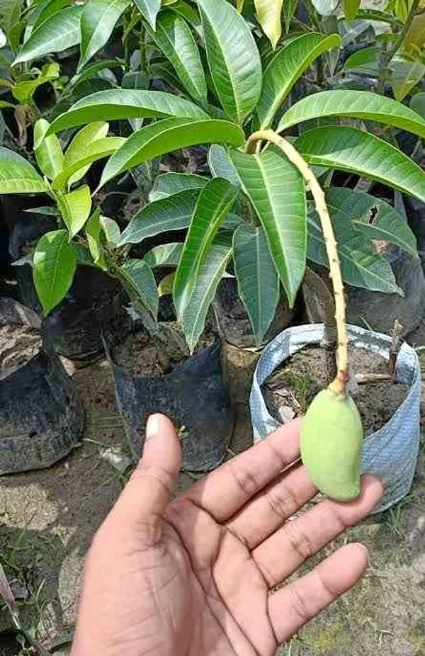 Thai_All_Time_Mango_Live_Fruit_Plant_&_Tree_(1.5-3.5_Ft_Height)_For_Home_Gardening_12_Month_Hybrid_Mango_Live_Plant_(Pack_Of_1)