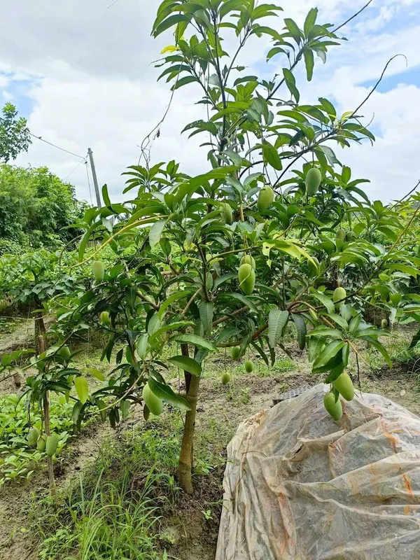 Thai_All_Time_Mango_Live_Fruit_Plant_&_Tree_(1.5-3.5_Ft_Height)_For_Home_Gardening_12_Month_Hybrid_Mango_Live_Plant_(Pack_Of_1)