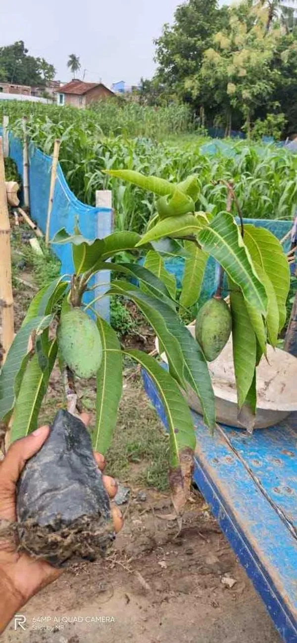 Thai_All_Time_Mango_Live_Fruit_Plant_&_Tree_(1.5-3.5_Ft_Height)_For_Home_Gardening_12_Month_Hybrid_Mango_Live_Plant_(Pack_Of_1)