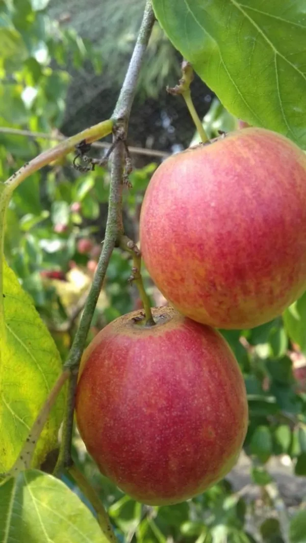 Thai_All_Time_Seedless_Apple_Ber_Plant_&_Tree_For_Gardening