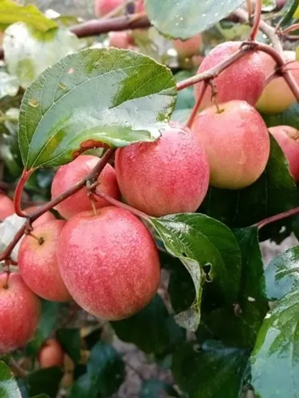 Thai_All_Time_Seedless_Apple_Ber_Plant_&_Tree_For_Gardening