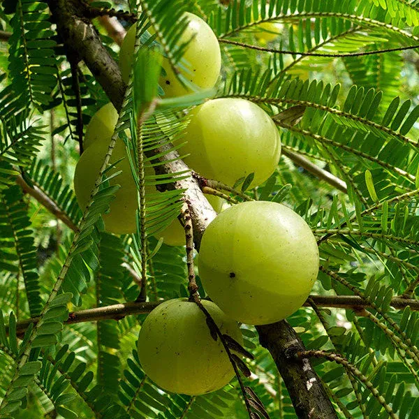 Thai_Hybrid_Amla_Plant