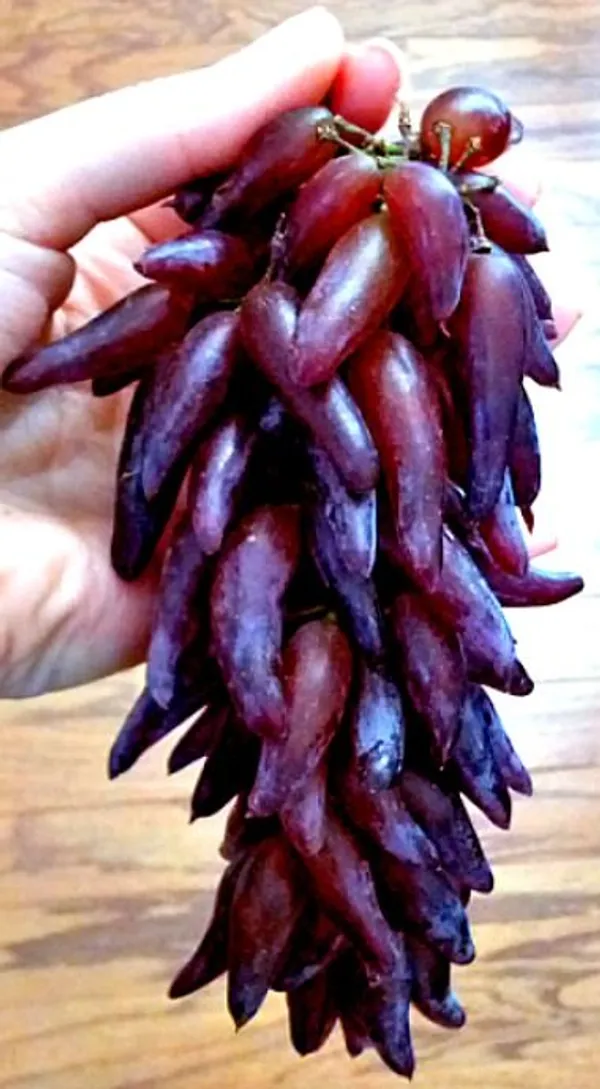 Thai_Finger_Grapes_Fruit_Plant