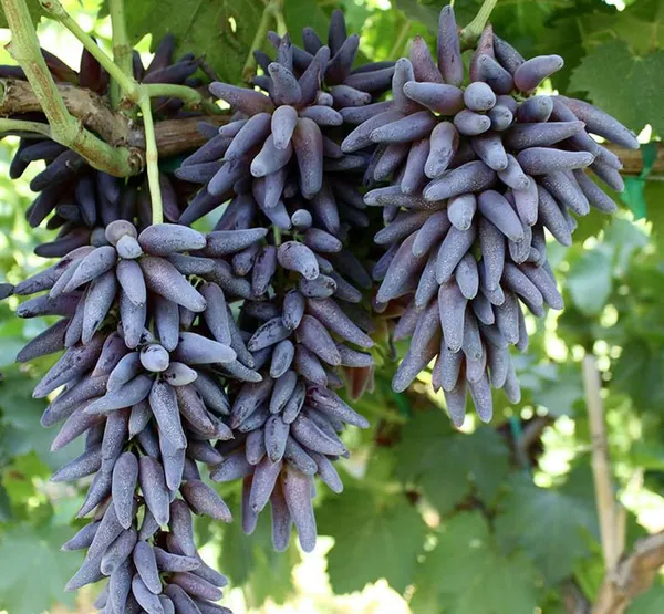 Thai_Finger_Grapes_Fruit_Plant