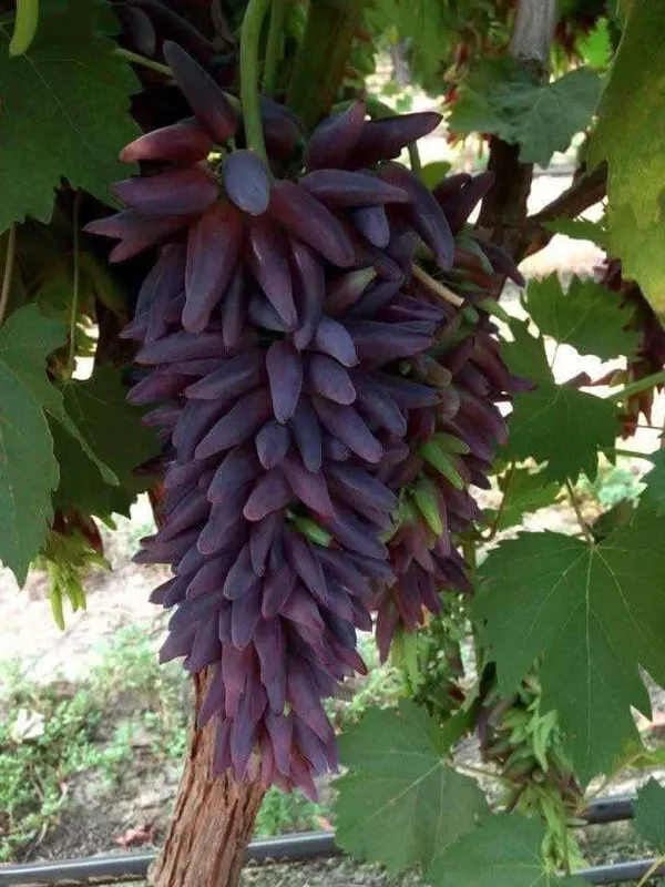 Thai_Finger_Grapes_Fruit_Plant