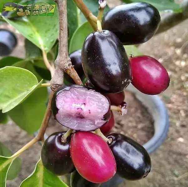 Thai_Hybrid_Black_Jamun_Live_Plant.