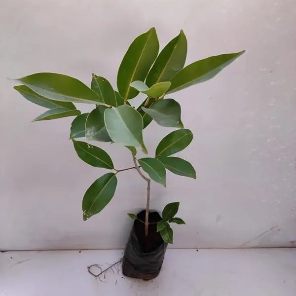 Thai_Hybrid_Black_Jamun_Live_Plant.