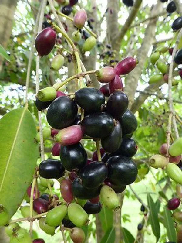 Thai_Hybrid_Black_Jamun_Live_Plant.
