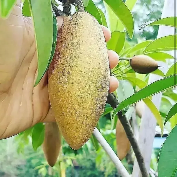 Thai_Long_Chiku_/_Sapodilla_Plant