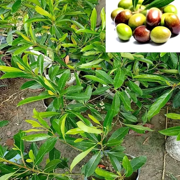 Thai_Sweet_Olive_Plant_All_Season_Olive_Plant-Air_Layered