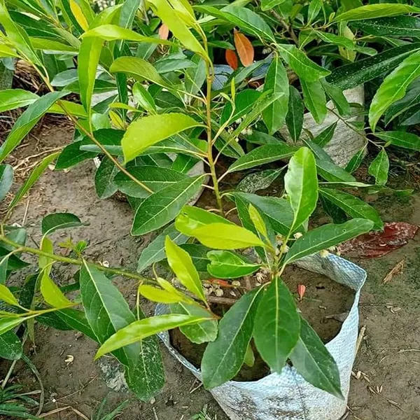 Thai_Sweet_Olive_Plant_All_Season_Olive_Plant-Air_Layered