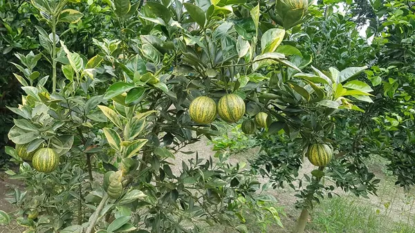 Thai_Variegated_Malta/Mosambi_(GRAFTED)_Live_Plant,Thailand_Variety_Mosambi,''Fruit_After_1_Year''