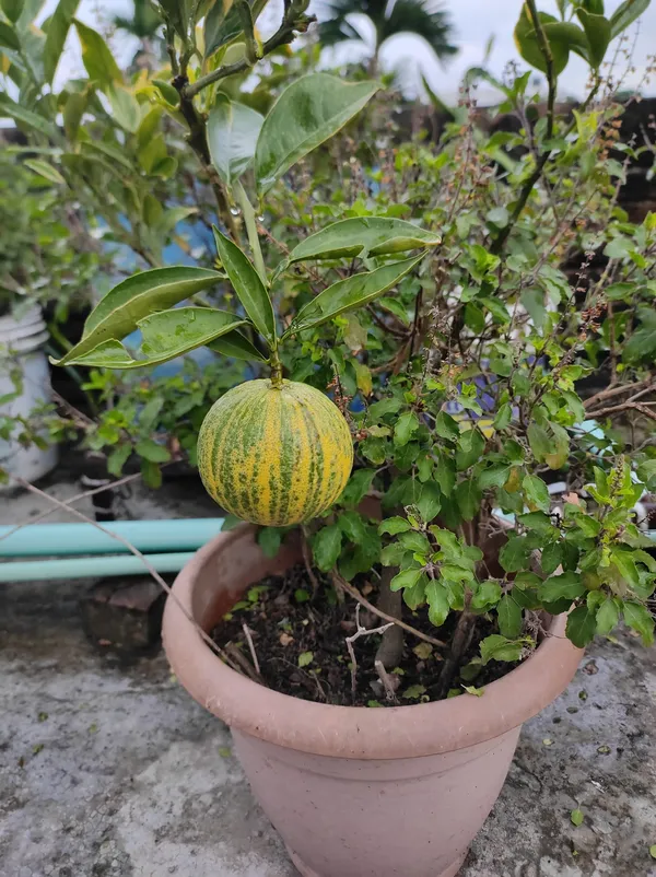 Thai_Variegated_Malta/Mosambi_(GRAFTED)_Live_Plant,Thailand_Variety_Mosambi,''Fruit_After_1_Year''