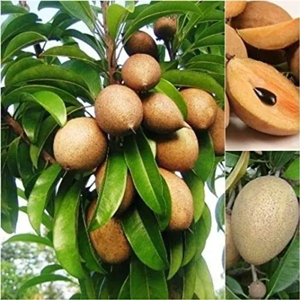 Thai_Variety_All_Time_Kalapatti_Sapota_Chiku_Sapodilla_Naseberry_Chikoo_Grafted_Live_Plant_Combo_Pack_Of-2(Plant_Height-_1.5_Ft_To_2_Ft)