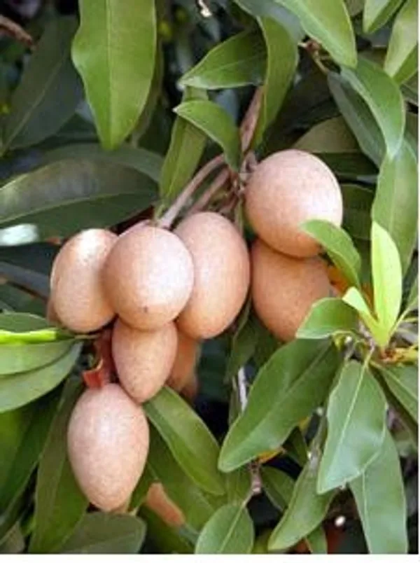 Thai_Variety_All_Time_Kalapatti_Sapota_Chiku_Sapodilla_Naseberry_Chikoo_Grafted_Live_Plant_Combo_Pack_Of-2(Plant_Height-_1.5_Ft_To_2_Ft)