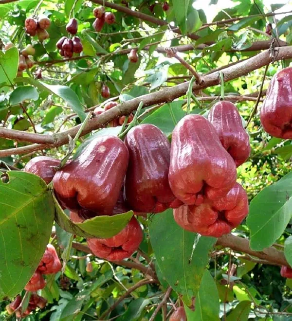 Thai_Verity_Red_Wax_Apple_Plant_&_Tree_Hight_1.5-3.5_Ft_For_Home_Gardening_Hybrid,