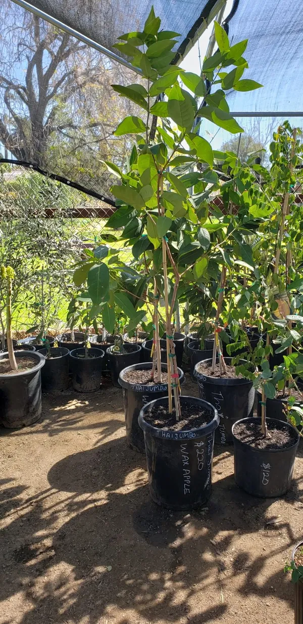 Thai_Verity_Red_Wax_Apple_Plant_&_Tree_Hight_1.5-3.5_Ft_For_Home_Gardening_Hybrid,