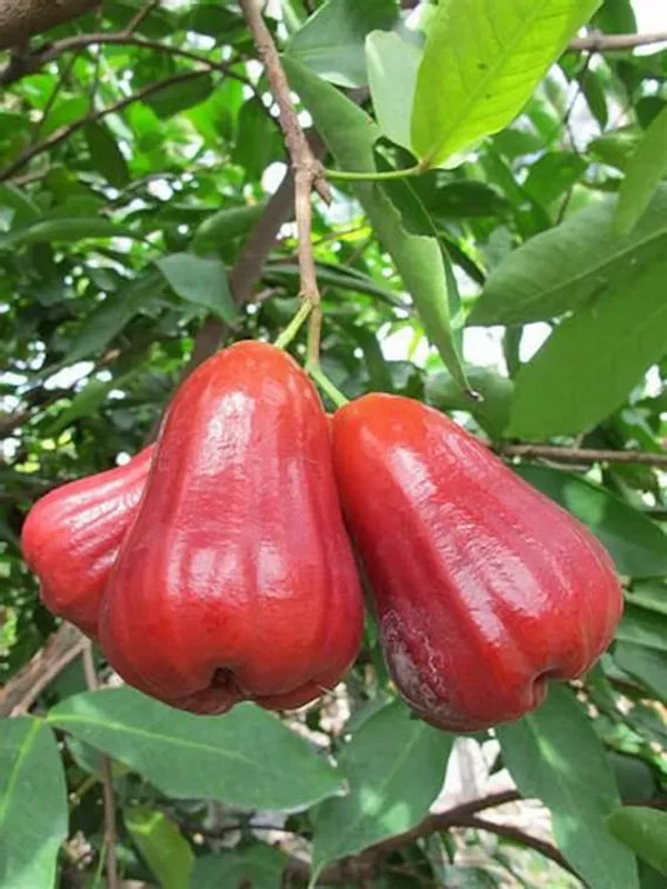 Thai_Red_Wax_Jambu_/_Wax_Apple_Fruit_Tree_Plant