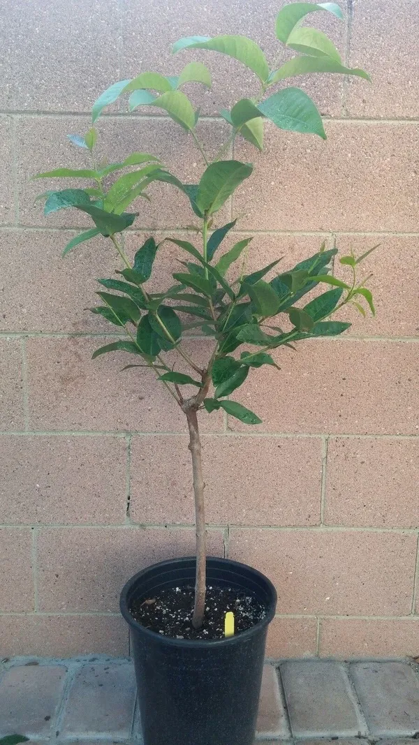 Thai_Red_Wax_Jambu_/_Wax_Apple_Fruit_Tree_Plant
