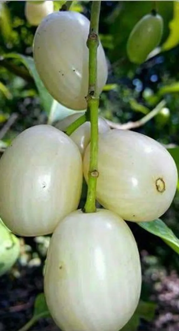 Thai_Sweet_White_Jamun_Hybrid_Fruit_Plant_Grafted