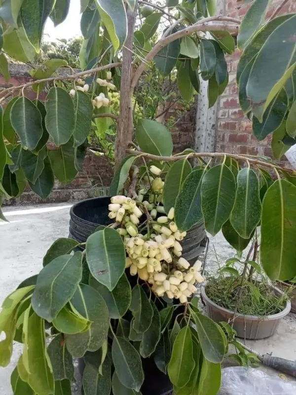 Thai_Sweet_White_Jamun_Hybrid_Fruit_Plant_Grafted