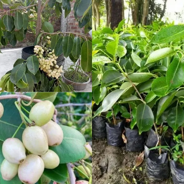 Thai_Sweet_White_Jamun_Hybrid_Fruit_Plant_Grafted