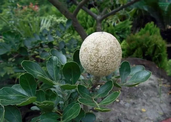 Thai_Wood_Apple_Bael_Bilva_Variety_Kot_Bel_Grafted_Live_Plants_&_Tree(1-1.5_Ft_Size)