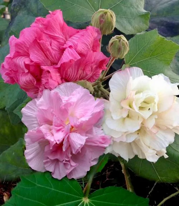 Land_Lotus_Flower_Plant
