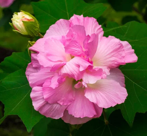 Land_Lotus_Flower_Plant