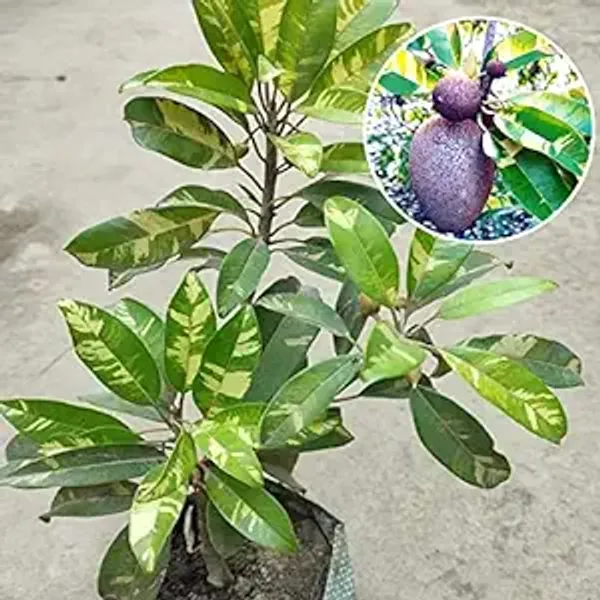 Thai_Variegated_Chikoo_Chiku_Sapota_Sweet_Pouteria_Plant_Grafted