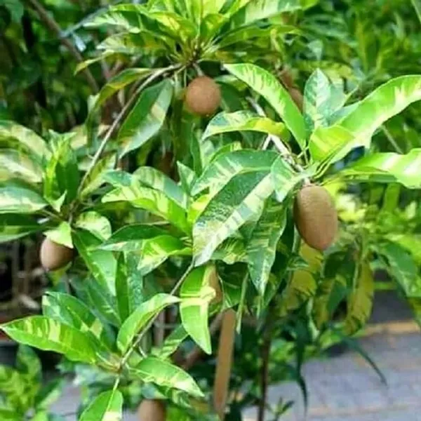 Thai_Variegated_Chikoo_Chiku_Sapota_Sweet_Pouteria_Plant_Grafted