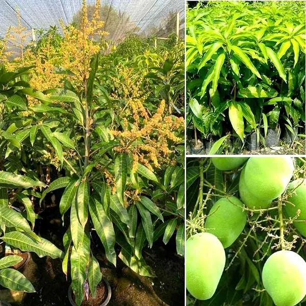 Vastra_All_time_Mango_plant_Vastara_Variety_(Grafted)_mango_Plants_&_Tree(1.5-2_Ft_Size)