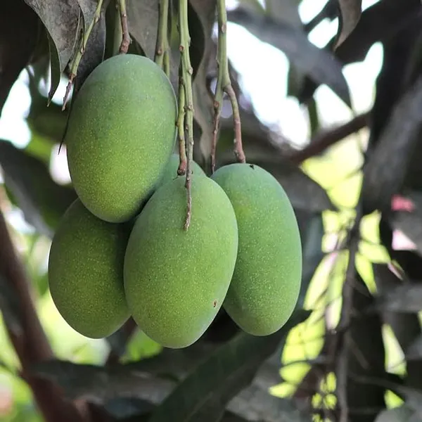 Vastra_All_time_Mango_plant_Vastara_Variety_(Grafted)_mango_Plants_&_Tree(1.5-2_Ft_Size)