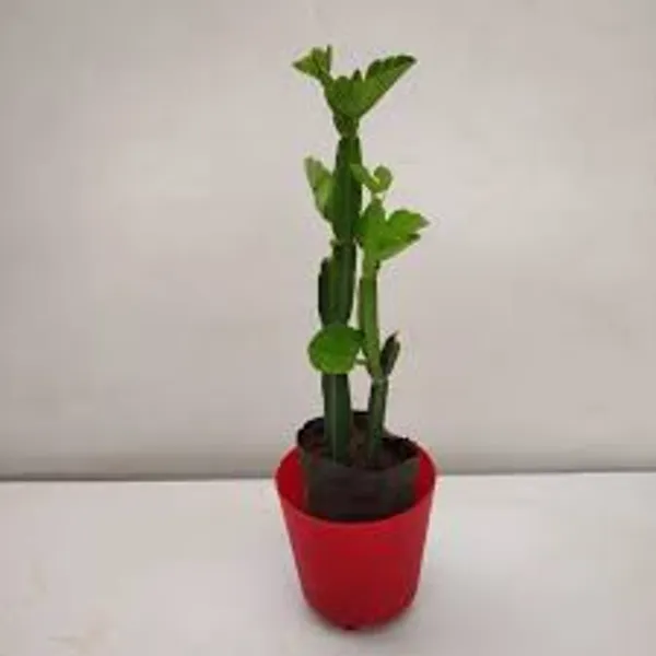 Veld_Grape_(cissus_Quadrangularis)_Hybrid_Plant