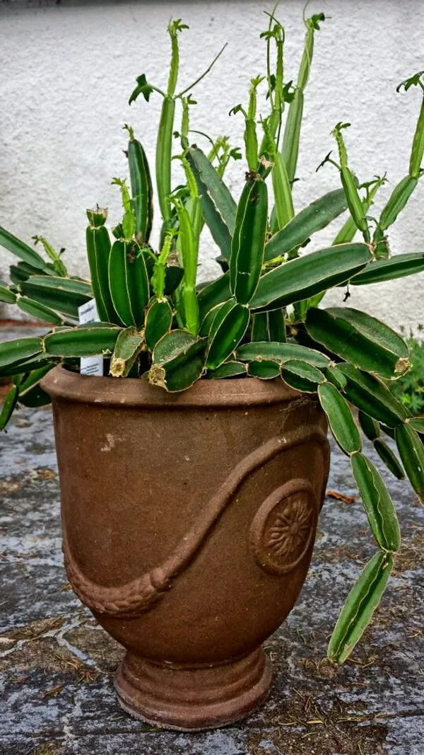 Veld_Grape_(cissus_Quadrangularis)_Hybrid_Plant