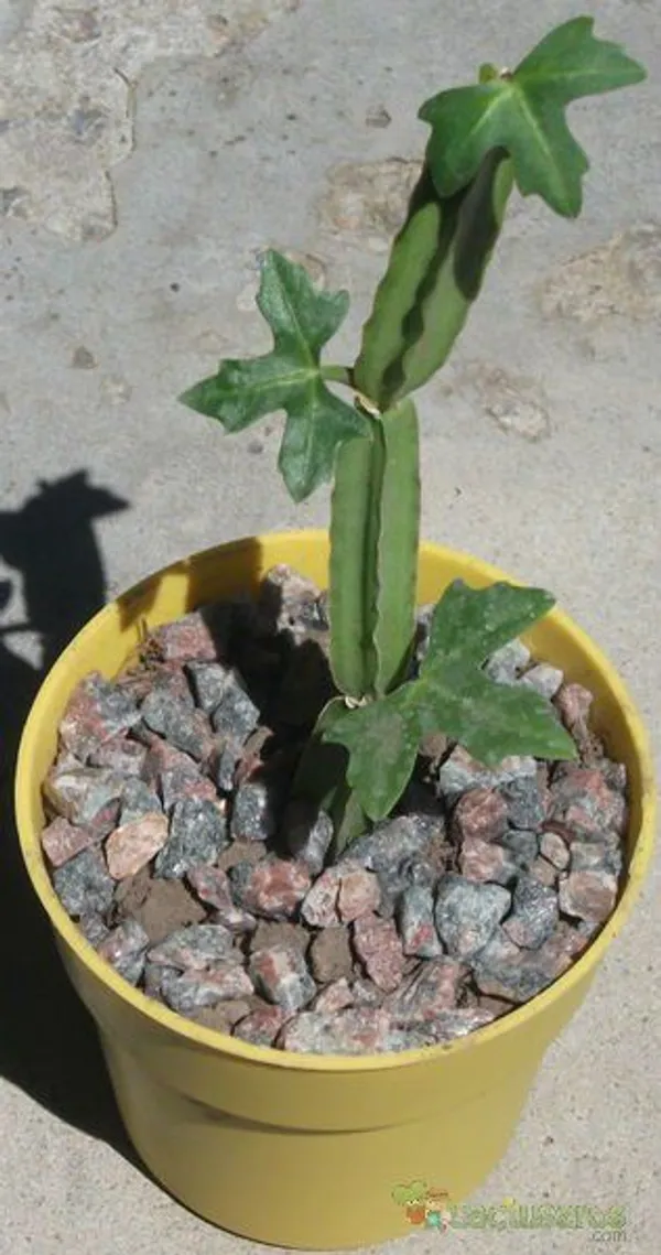 Veld_Grape_(cissus_Quadrangularis)_Hybrid_Plant