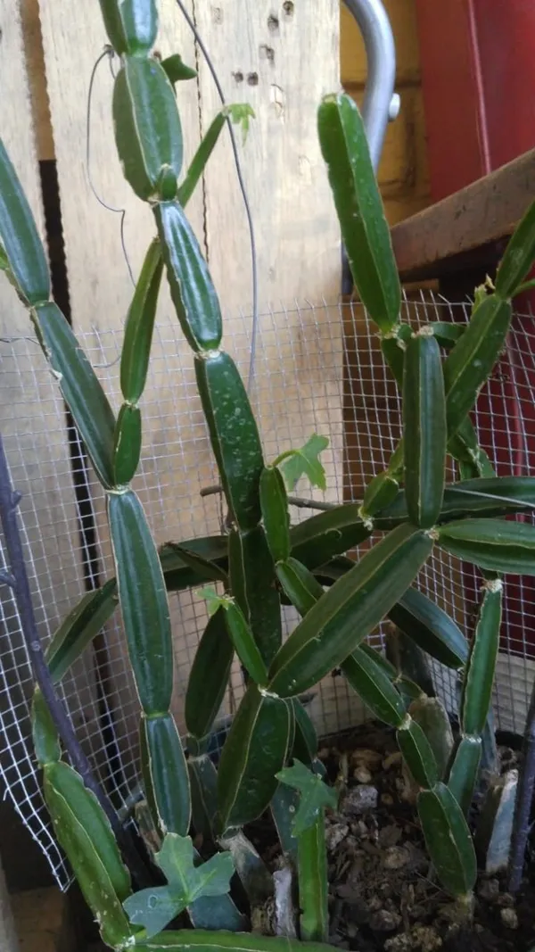 Veld_Grape_(cissus_Quadrangularis)_Hybrid_Plant