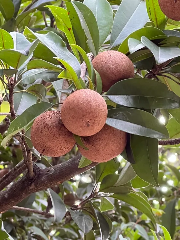 All_Time_Cricket_Ball_Chiku_Live_Fruit_Plant_&_Tree_(1.5-3.5_Ft_Hight)_For_Home_Gardening_12_Month_Cricket_Ball_Sapota_Grafted_Fruit_Plant_(Pack_Of_1)