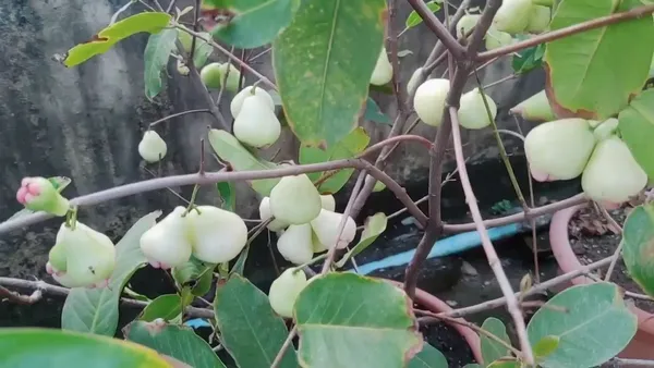 White_Hybrid_Jamrul/_Water_Apple_/Jambul_Fruit_Plant