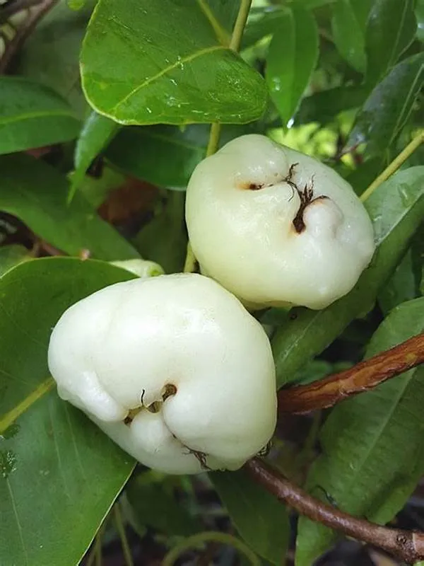 White_Hybrid_Jamrul/_Water_Apple_/Jambul_Fruit_Plant