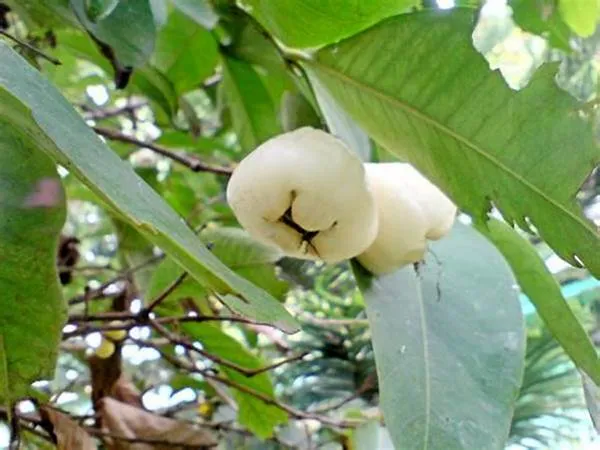 White_Hybrid_Jamrul/_Water_Apple_/Jambul_Fruit_Plant