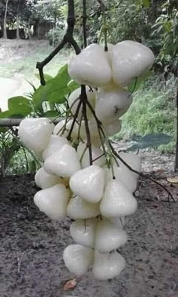 White_Hybrid_Jamrul/_Water_Apple_/Jambul_Fruit_Plant