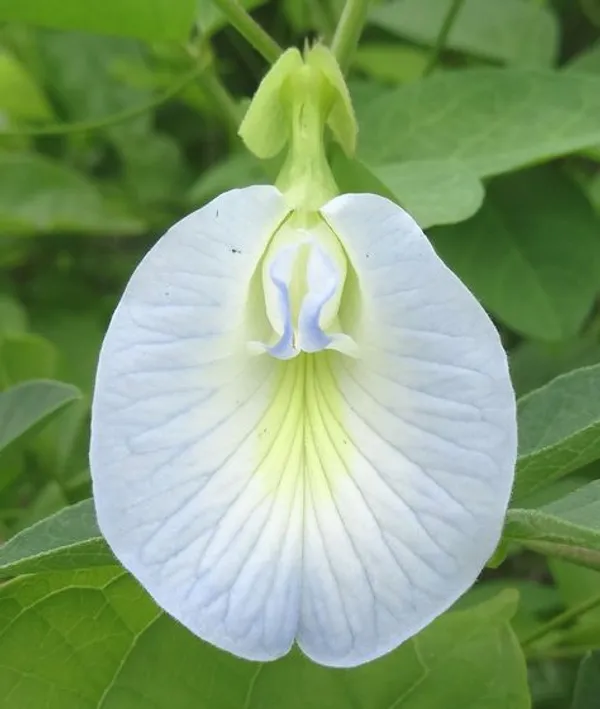 Aparajita_White__1.5-3.5_Ft_Flowering_Plant