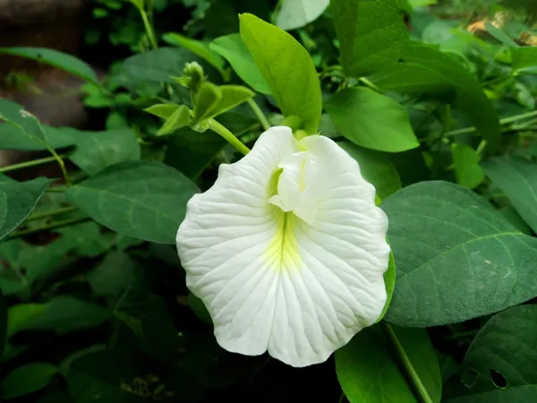 Aparajita_White__1.5-3.5_Ft_Flowering_Plant