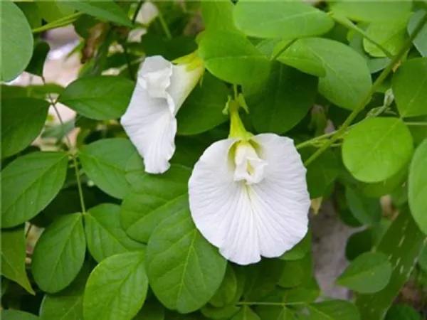 Aparajita_White__1.5-3.5_Ft_Flowering_Plant