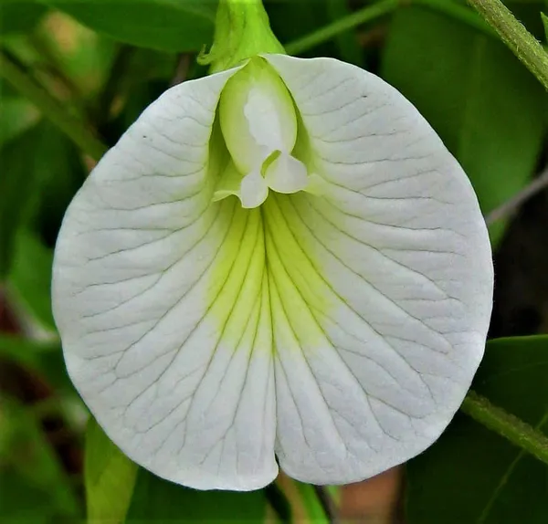 Aparajita_White__1.5-3.5_Ft_Flowering_Plant